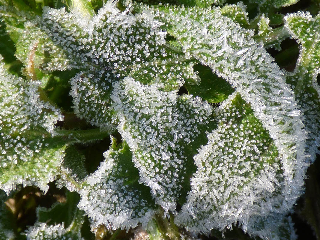 Vert de Cristal